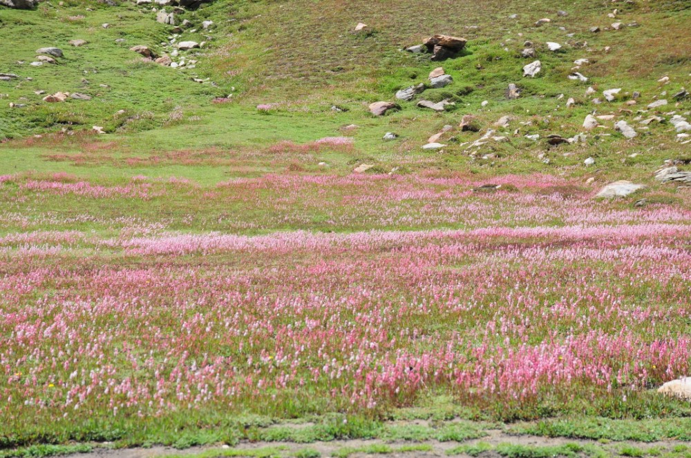 DSC_7916.JPG