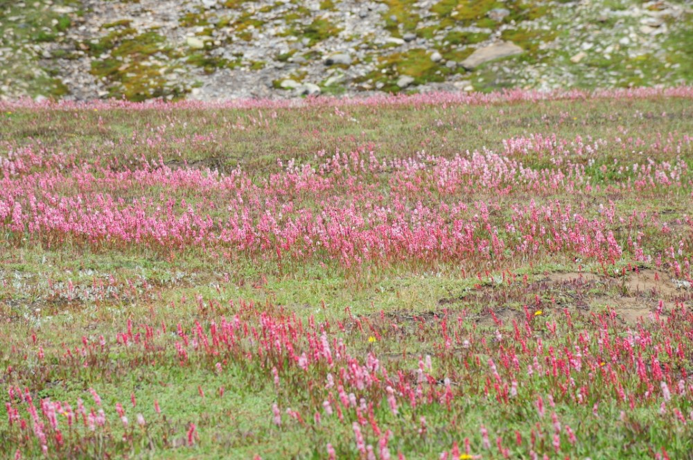 DSC_7911.JPG