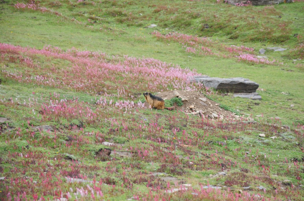 DSC_7932.JPG